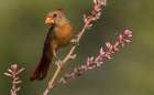 Female northern cardinal Art Print
